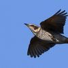 ツグミ飛翔●●お手軽「鳥の写真バッジ」が作れます●●／渡り鳥の数と地震、関連ある？？？