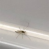 ユスリカ発見！蚊ではありませんので刺さないので大丈夫なんです！