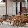 広いひろい！奈良の鹿の行動範囲