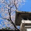 【'10桜の宴④】長野・善光寺の桜宴