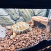 ウチのリクガメのウンチの香りは…