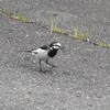 老健ほの香より～美瑛町に生息する野鳥の紹介🐦