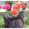 持続可能なわくわく植物