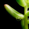 植物の管理。