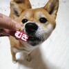 迷子札を新調