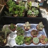 多肉植物の植え替え