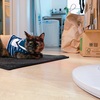 あんよがぴーんと新しいおもちゃ。