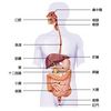 【解剖生理-消化器系-】