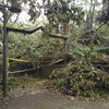 台風の爪痕