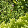 畑の中の野菜と草と虫と私の関係♪