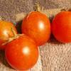 水耕栽培ミニトマト　今晩は４つ収穫できました