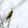 今日の探鳥（新潟市北区・瓢湖）