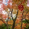 紅葉フェチも満足！！「滝野すずらん丘陵公園」ラン
