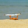 オカシラ付きだから煮干しで乾杯したのよ～