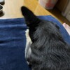 まろにー2782日目