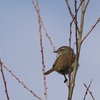 河原はウグイスの声でいっぱいだった。春近し