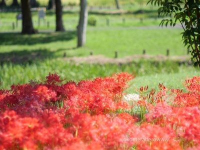 水元公園にオールドレンズを持って彼岸花を見に行ってきたよって話「super multi coated takumar 55mm f1.8 200mm f4」