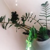 植物に名前を付ける。～剛、アロ美、潤子、サボ3兄弟～