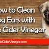 Your Dogs Ears - How To Clean Dog Ears What You Require To Know
