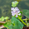 庭のプールに水草の花が咲いた