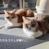 雨田甘夏、期待です。【猫と裏切りとがっかり事情】