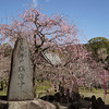 曽我別所梅林　と　小田原市上曽我　瑞雲寺（ずいうんじ）　2016