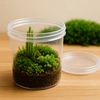 苔テラリウムとプラスチック容器の魅力🌿✨