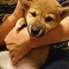 今日の柴ちゃん5 股間が臭いのは誰だ