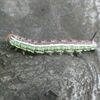 さなぎが羽化していた！