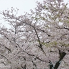 はてなのお題「好きな公園」桜が似合う私の好きな公園