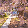 降るように咲く河津桜