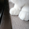 今日の黒猫モモ＆白黒猫ナナの動画ー１０４５