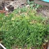 植え替えた
