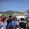 神戸界隈で桜祭りをはしご（2023年4月1-2日）