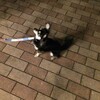 まろにー222日目