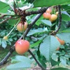 【群馬県 四季の家】さくらんぼ狩りとお蕎麦