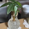 幸せを運ぶパキラ:ダイソー観葉植物のその後