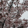 桜の咲くころに降る雪