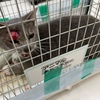 8月9日　入院していた猫が無事に退院しました。