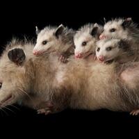 オポッサムのいる動物園は 飼育展示動物園とオポッサム情報まとめ アリエスコム Ariescom