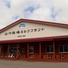 山川牧場ソフトクリーム