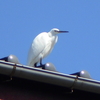 肘頭骨折　術後178日目　今日も野鳥の追っかけ