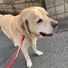 ろっ骨にヒビ🐈🐈🐈ムッちゃんとの散歩で起きた予想外の出来事