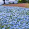 散らばるブルー：ネモフィラの丘