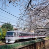 西武新宿線　特急「小江戸」号と桜　3/30/25