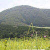 夏の箱根路花を訪ねて