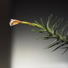 チランジア ココエンシス（Tillandsia cocoensis）の開花