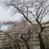 桜堤付近（東京都武蔵野市）