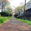 埼玉・大宮公園：名残の桜と見頃を迎える花水木と