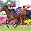 競馬初心者必見☆馬券予想🔥〜エリザベス女王杯〜レガレイラに死角はあるのか！？